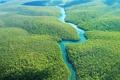Sem floresta não tem água