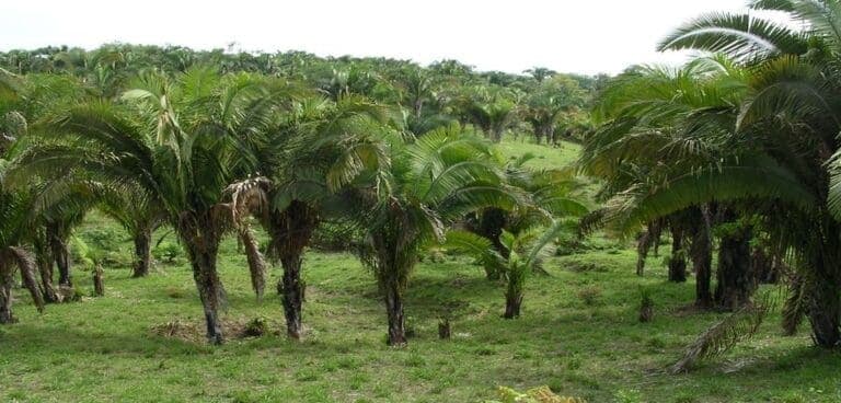 Um estudo da trajetória de resistência e o cultivo sustentável da piaçava na comunidade quilombola de Jatimane em Nilo Peçanha-Bahia