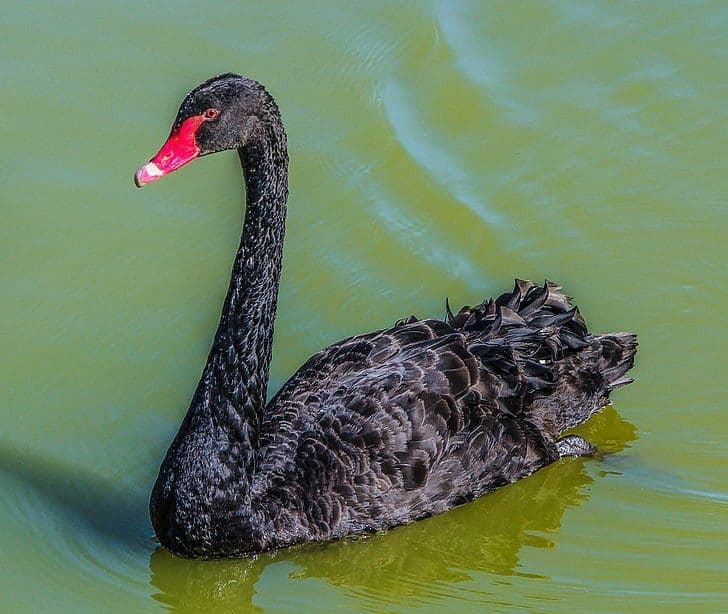 Cisnes negros e tintura para cabelo