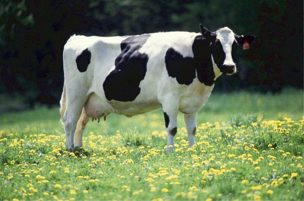 Estresse no manejo nutricional eleva risco de contaminação de vacas de alta produtividade no período seco