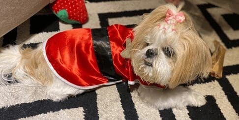 Estilista lança looks de Natal para os Pets