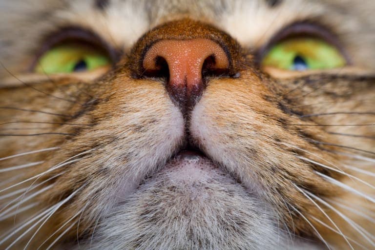 GATOS – Fadiga do bigode: você sabe o que é isso?