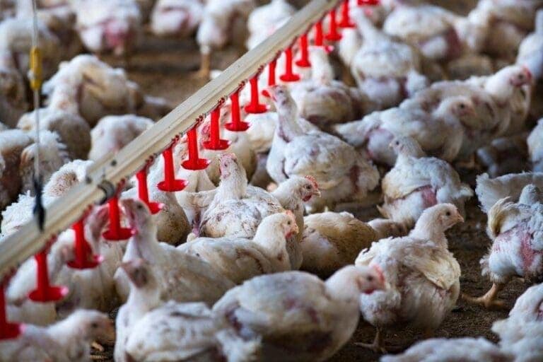 <strong>Enterite necrótica pode causar prejuízos de até US$ 2 bi à indústria avícola</strong>