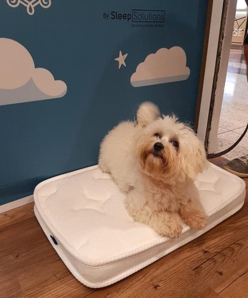 Loja Incredible by Sleep Solutions realiza ação especial no Shopping Anália Franco para presentear pets com mini colchões premium